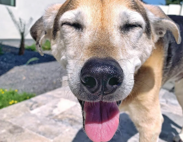 Happy 12th Birthday to Max: A Senior Dog with a Kind Smile and a Heartwarming Journey