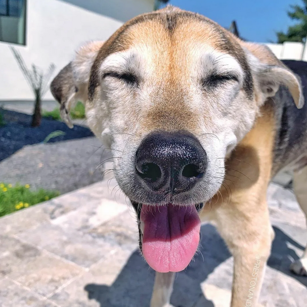 Happy 12th Birthday to Max: A Senior Dog with a Kind Smile and a Heartwarming Journey