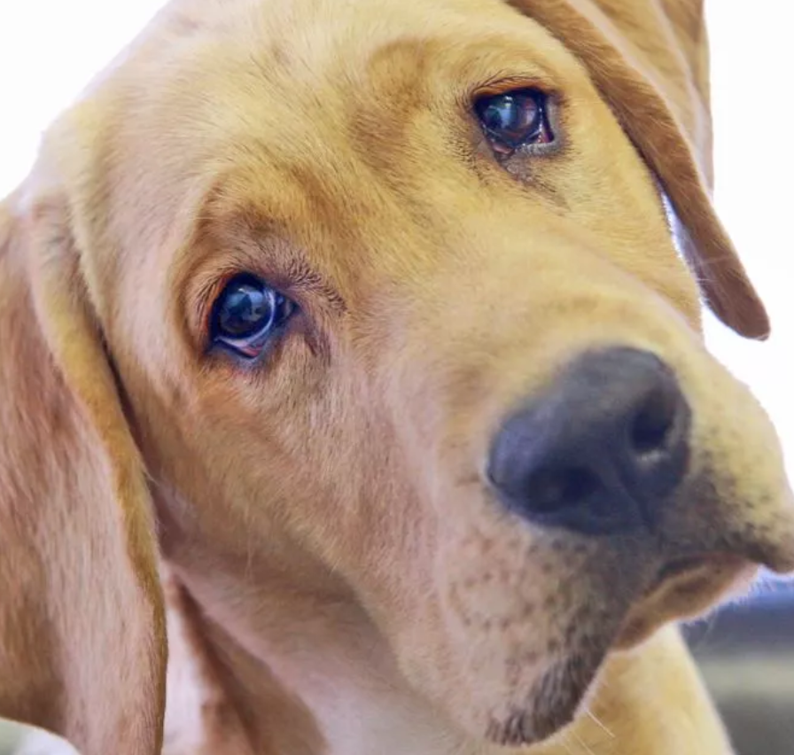 Rusty’s 8th Birthday: A Journey from Struggle to Joy for the Light Brown Labrador Retriever