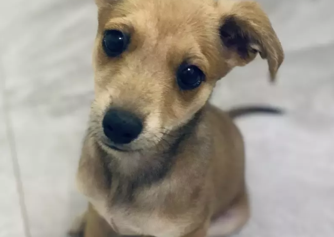 Happy 1st Birthday to Rocky: A Small Tan Mixed Breed Puppy’s Journey from Struggle to Joy