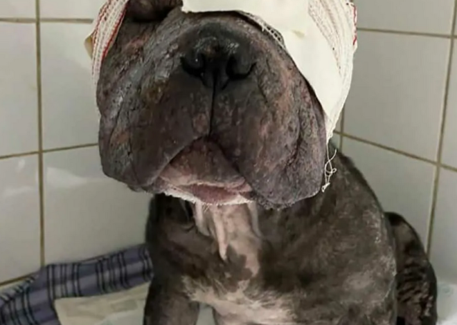 Ace’s 5th Birthday: A Journey from Pain to Joy for a Brave Dog with a Bandaged Eye