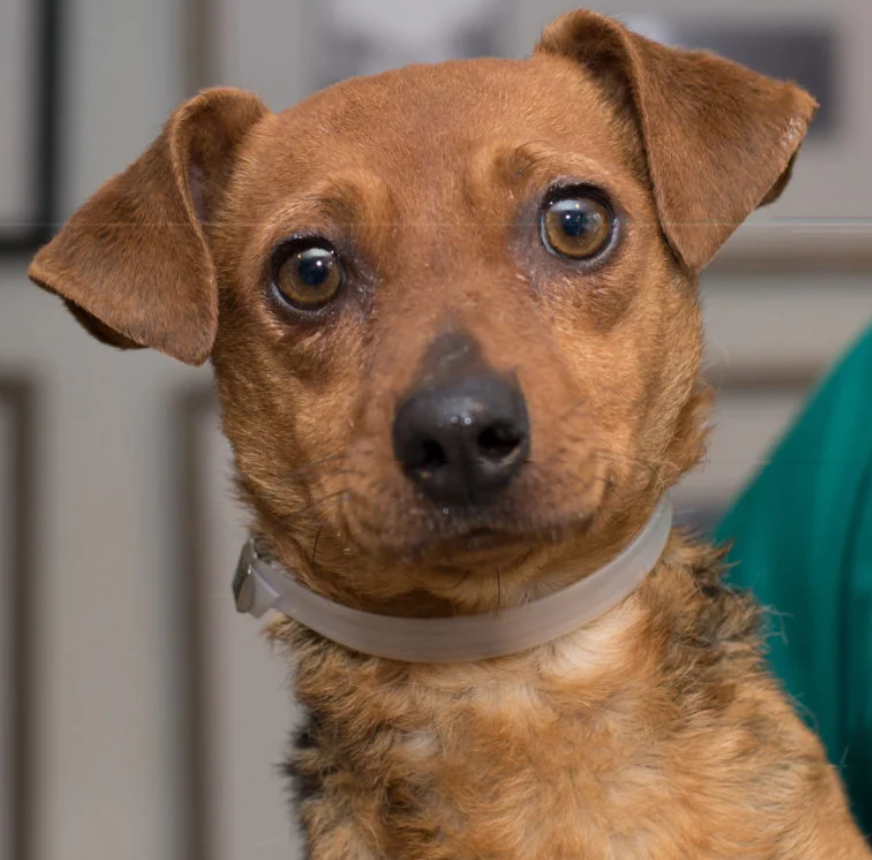 The Heartfelt Birthday of Lucky, the 6-Year-Old Brown Beauty