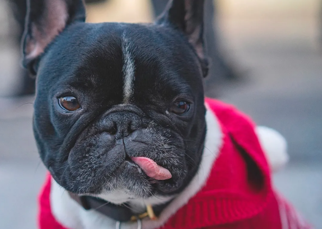 Meet Diesel: Celebrating His 7th Birthday in Style with a Red Sweater and a Heartwarming Story