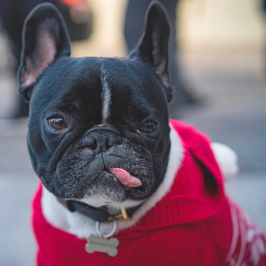 Meet Diesel: Celebrating His 7th Birthday in Style with a Red Sweater and a Heartwarming Story