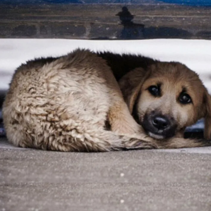 From Despair to Delight: How Little Baxter’s 1st Birthday Became a Celebration of Hope