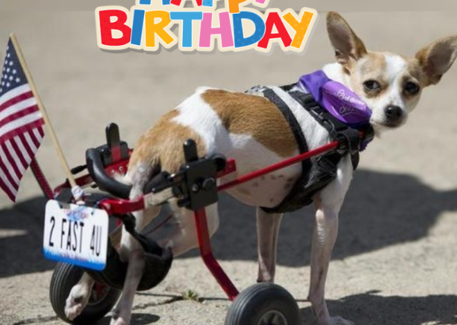 Celebrating Buddy’s 5th Birthday: From Tragedy to Triumph, A Story of Resilience