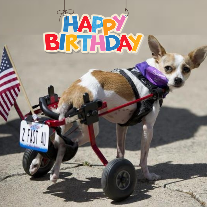 Celebrating Buddy’s 5th Birthday: From Tragedy to Triumph, A Story of Resilience