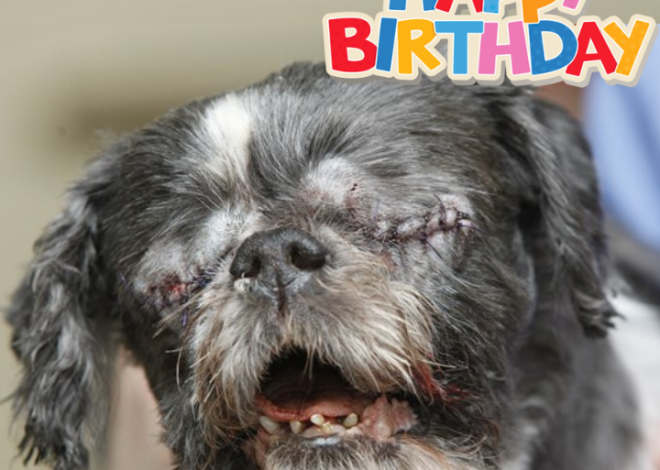 Celebrating Duke’s 13th Birthday: A Joyful Journey of a Resilient Shih Tzu