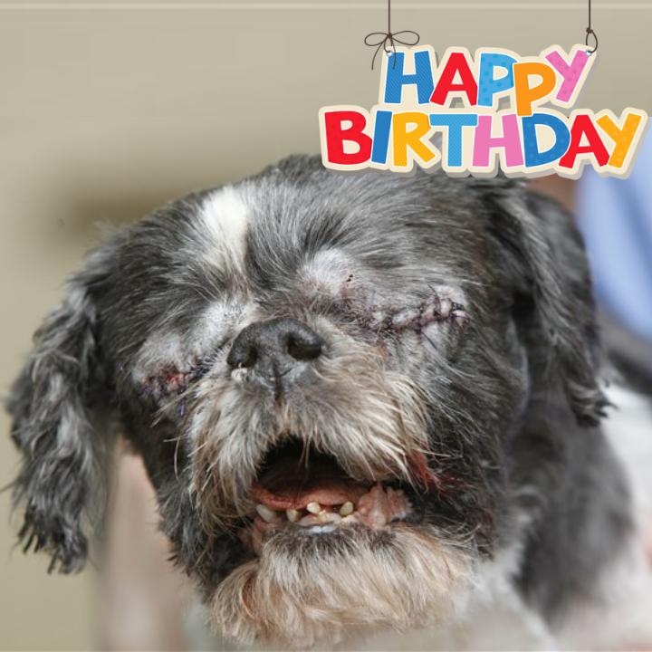 Celebrating Duke’s 13th Birthday: A Joyful Journey of a Resilient Shih Tzu