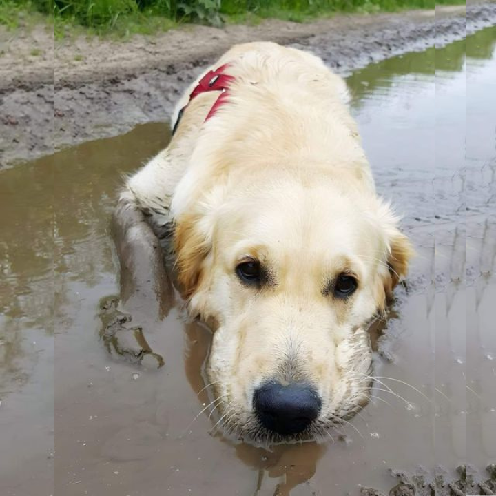 Celebrating Max’s 5th Birthday: From Muddy Beginnings to a Heartwarming Home