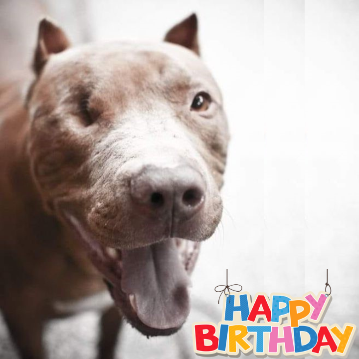 Celebrating Buddy’s 6th Birthday: From Heartache to Happiness