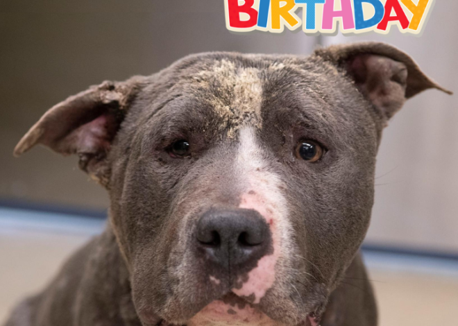 Celebrating Bruno’s 4th Birthday: A Heartwarming Journey from Sadness to Joy