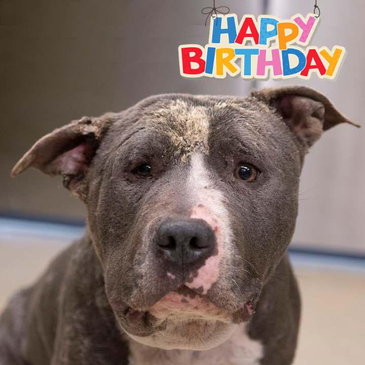 Celebrating Bruno’s 4th Birthday: A Heartwarming Journey from Sadness to Joy