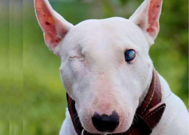 Max’s 5th Birthday: A Bull Terrier’s Journey from Heartache to Happiness