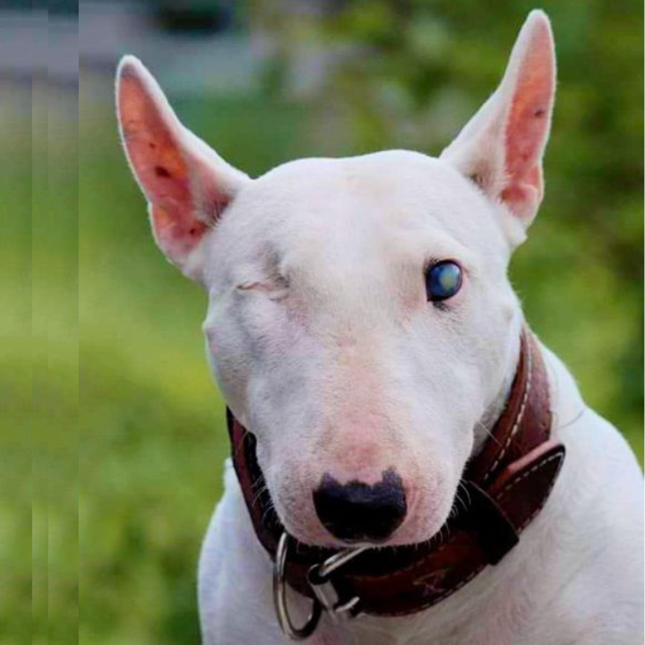 Max’s 5th Birthday: A Bull Terrier’s Journey from Heartache to Happiness