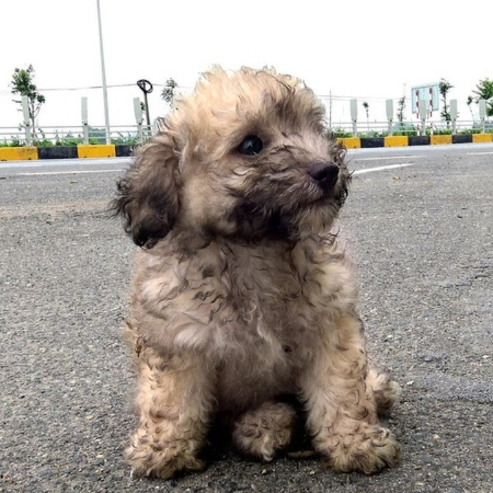 Celebrating Milo’s First Birthday: A Heartwarming Tale of a Fluffy Pup with a Concerned Expression and a Beautiful Ending