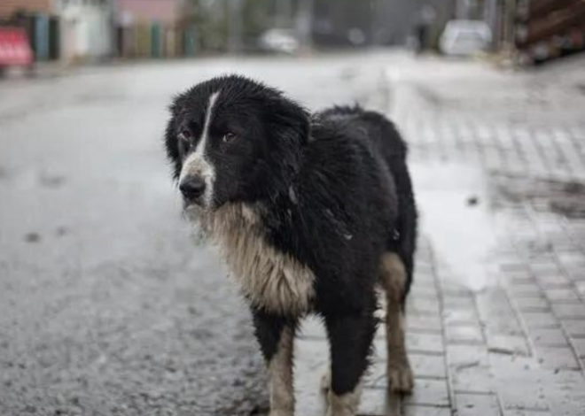 A Birthday of Hope: Celebrating 3-Year-Old Max, the Stray With a Black and White Coat