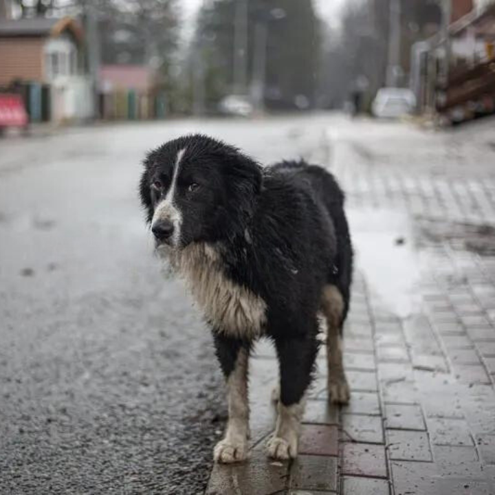 A Birthday of Hope: Celebrating 3-Year-Old Max, the Stray With a Black and White Coat