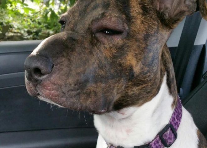 Meet Ruby: The Curious Brindle Dog with a Skeptical Expression and a Heart of Gold