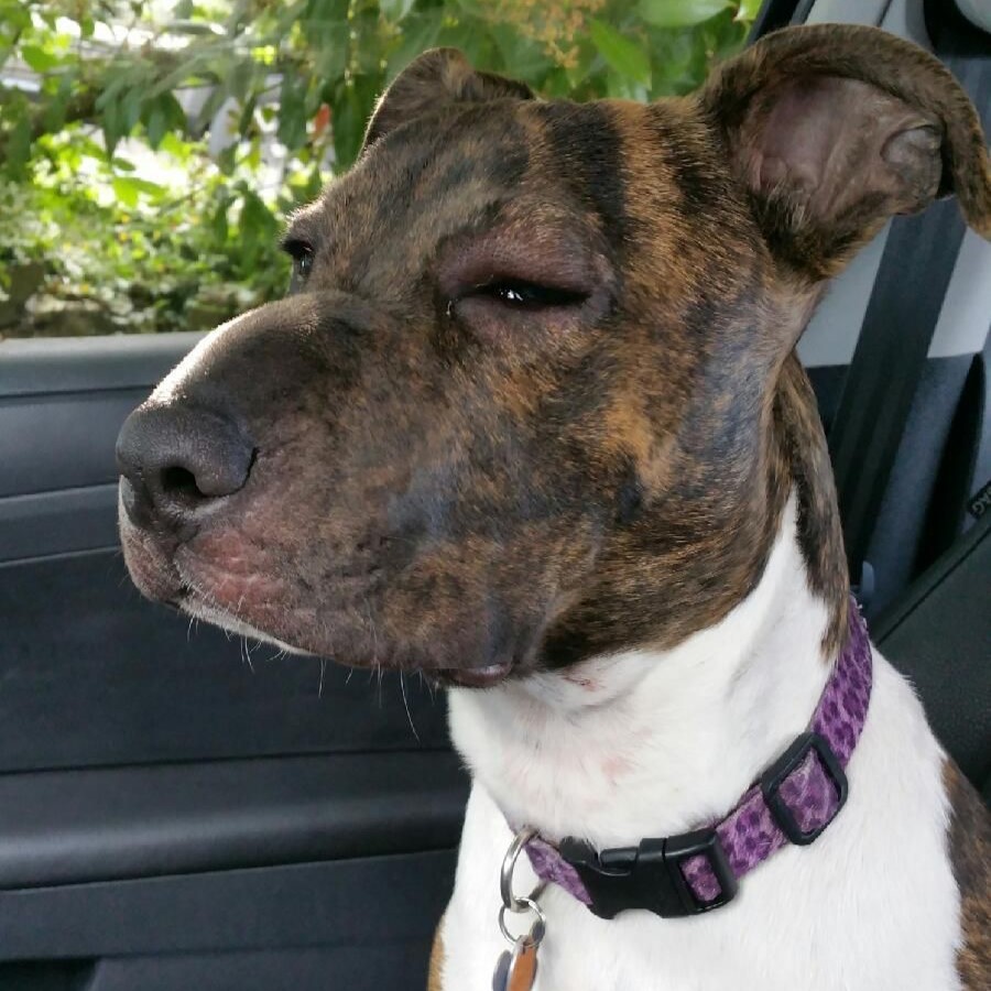 Meet Ruby: The Curious Brindle Dog with a Skeptical Expression and a Heart of Gold