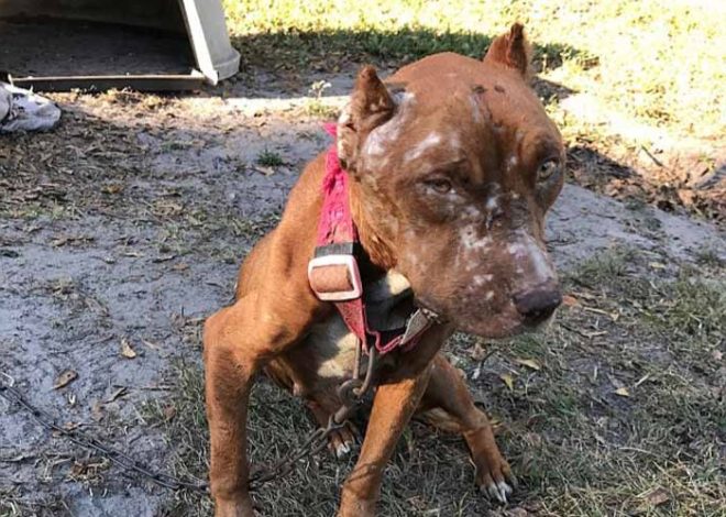 Birthday Blessings for Rocky: The 4-Year-Old Reddish-Brown Pup with a Heartwarming Transformation