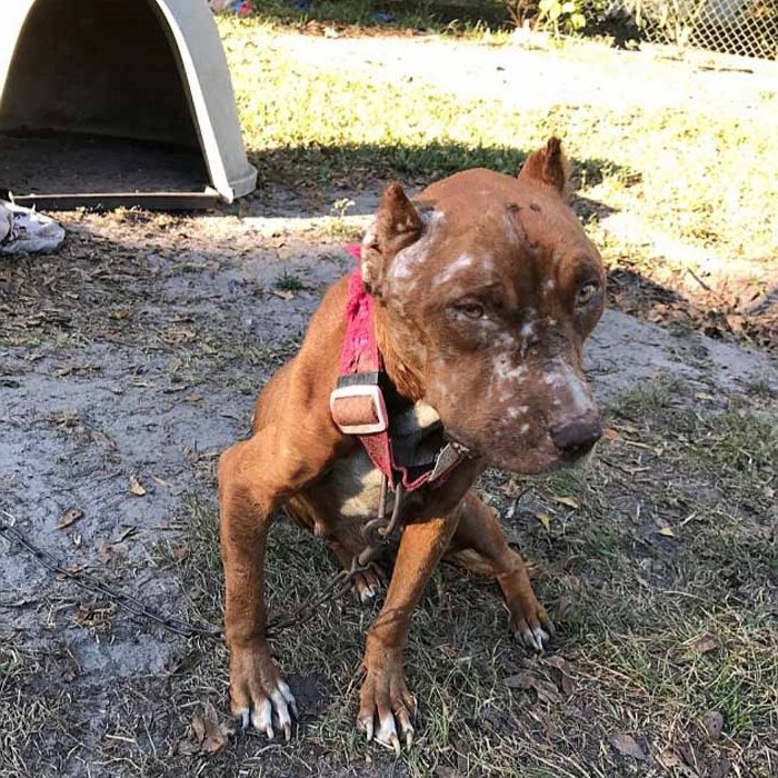 Birthday Blessings for Rocky: The 4-Year-Old Reddish-Brown Pup with a Heartwarming Transformation