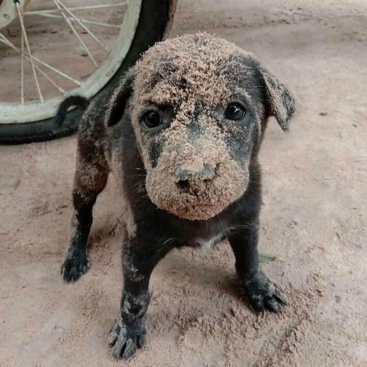 Celebrating Jasper’s 1st Birthday: From Abandoned to Adored – A Heartwarming Story of Hope and Love