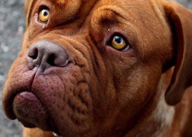 The Heartwarming Birthday of Brutus, the Resilient 8-Year-Old Dogue de Bordeaux