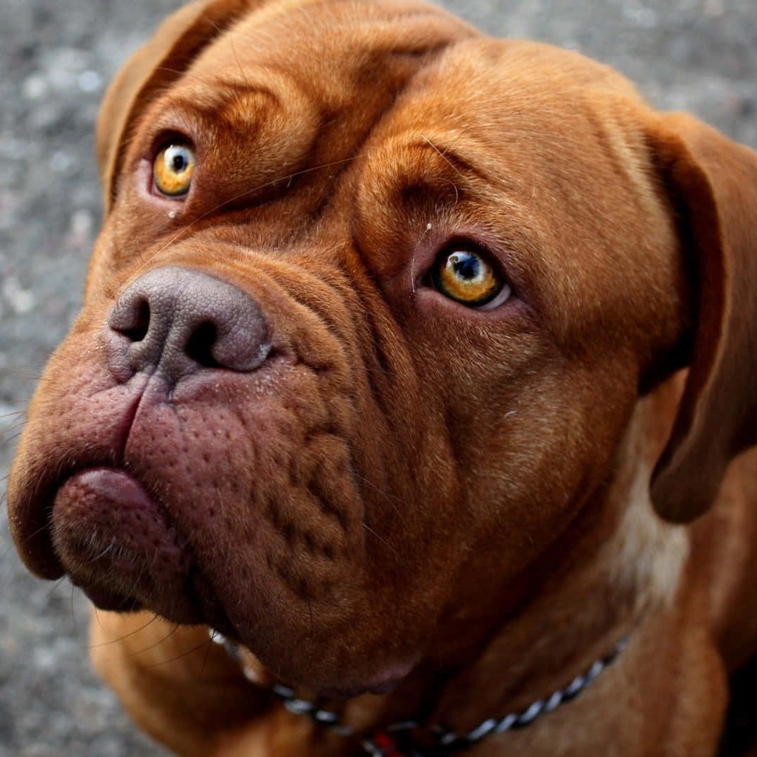 The Heartwarming Birthday of Brutus, the Resilient 8-Year-Old Dogue de Bordeaux