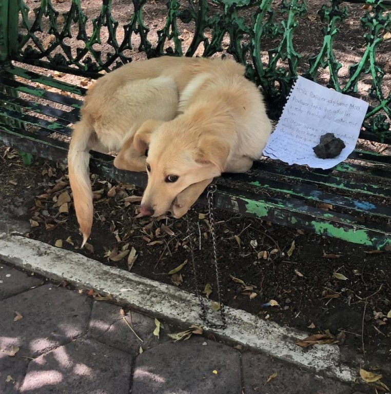 The Heart-Wrenching Birthday of Rusty, the Chained Soul