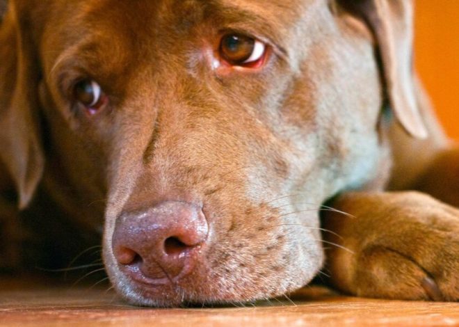 Celebrating Luna’s 5th Birthday: A Chocolate Labrador’s Journey from Heartbreak to Happiness