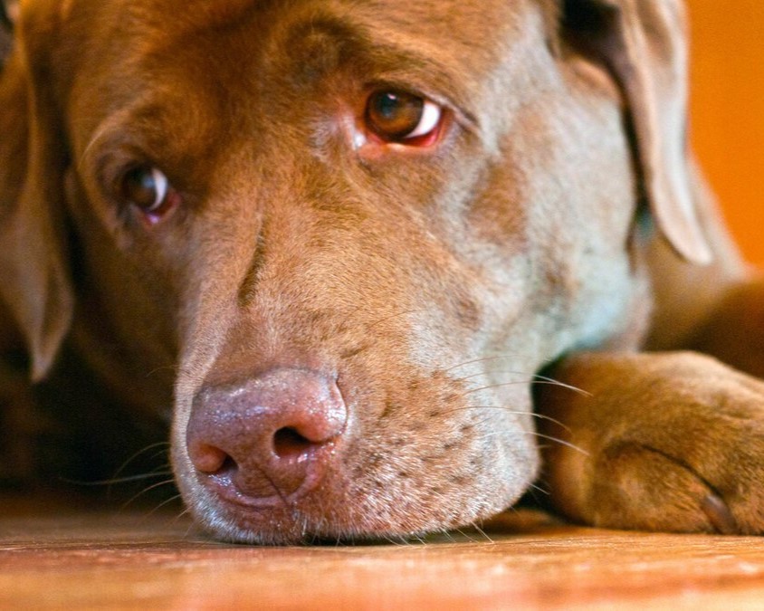 Celebrating Luna’s 5th Birthday: A Chocolate Labrador’s Journey from Heartbreak to Happiness