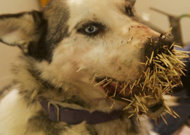 A Siberian Husky’s Painful Encounter: Overcoming a Porcupine Attack