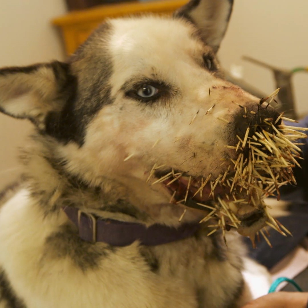 A Siberian Husky’s Painful Encounter: Overcoming a Porcupine Attack