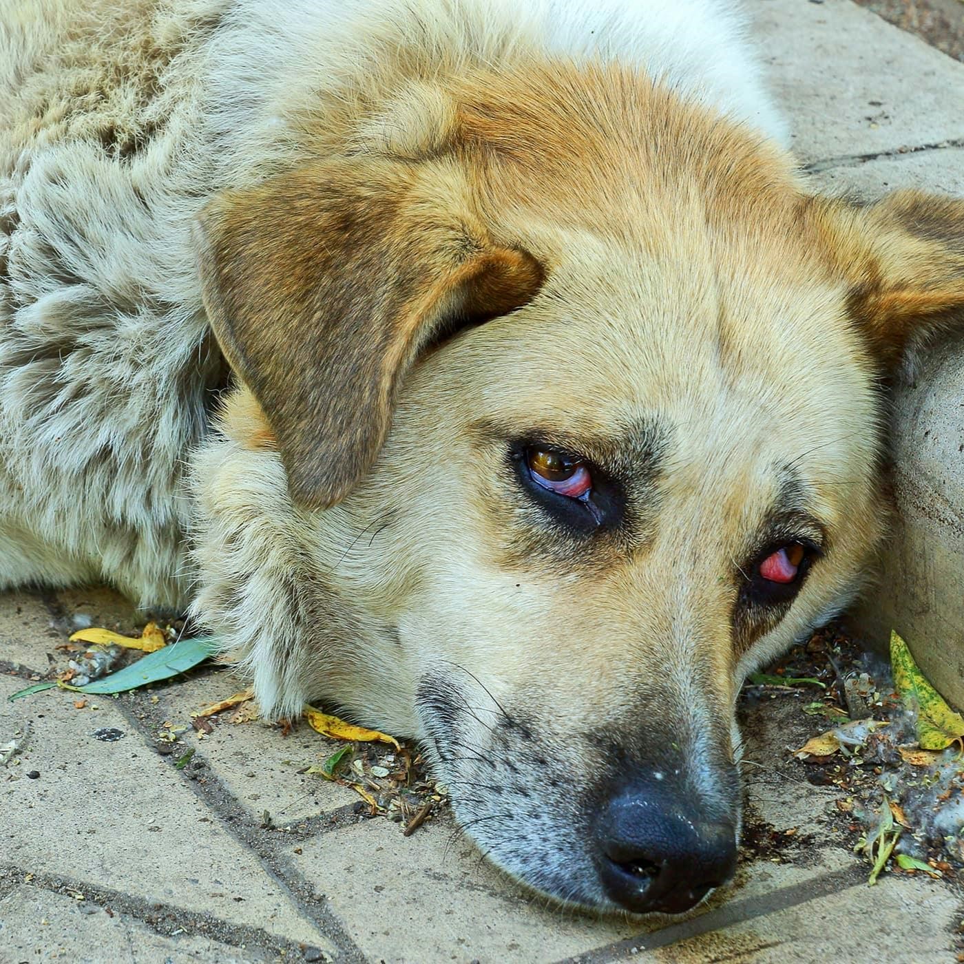 Max’s 7th Birthday: A Journey of Healing for a Light Brown Coated Soul