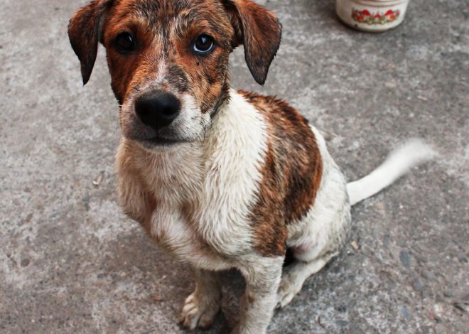 Celebrating Oliver’s First Birthday: From Rainy Beginnings to Sunny Smiles