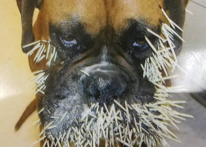 Rocky’s Painful Encounter on His 5th Birthday: A Boxer’s Courageous Battle with Porcupine Quills