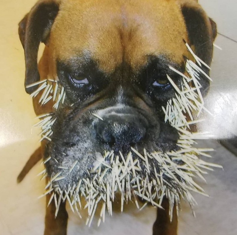 Rocky’s Painful Encounter on His 5th Birthday: A Boxer’s Courageous Battle with Porcupine Quills