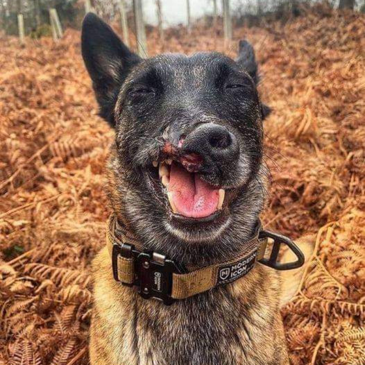 Celebrating Maximus: The 7-Year-Old Belgian Shepherd with a Deformed Face and an Unbreakable Spirit