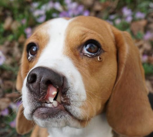 The Touching 5th Birthday of Finn, the Beagle with a Cleft Palate: A Journey from Pain to Joy