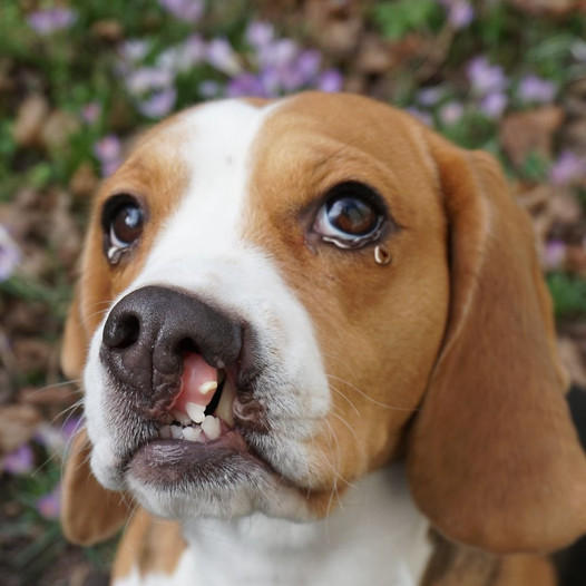 The Touching 5th Birthday of Finn, the Beagle with a Cleft Palate: A Journey from Pain to Joy