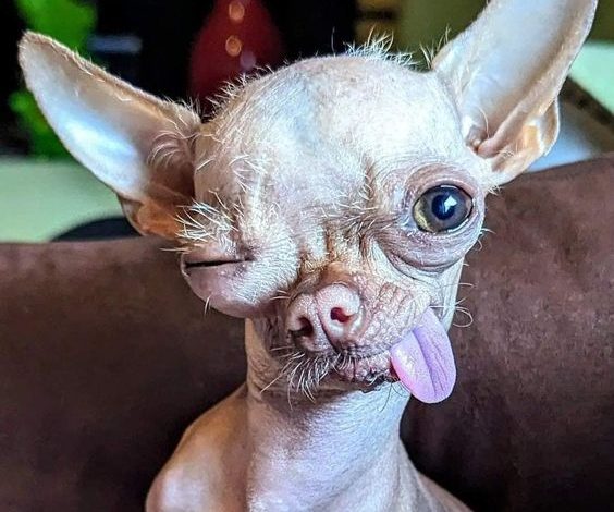 The Heartfelt Birthday of Ziggy, the 5-Year-Old Hairless Chihuahua with a Comical Charm