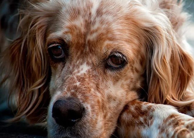 Happy 10th Birthday, Jasper: An English Setter’s Tale of Resilience and Hope