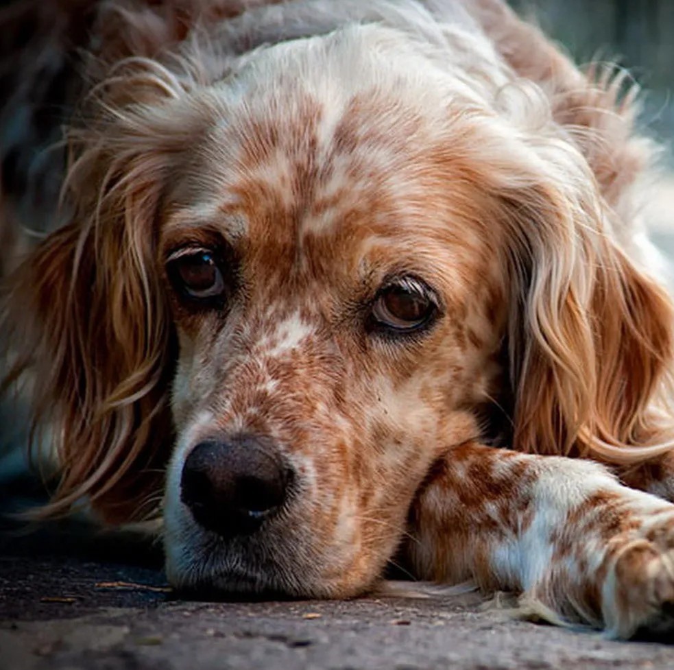 Happy 10th Birthday, Jasper: An English Setter’s Tale of Resilience and Hope