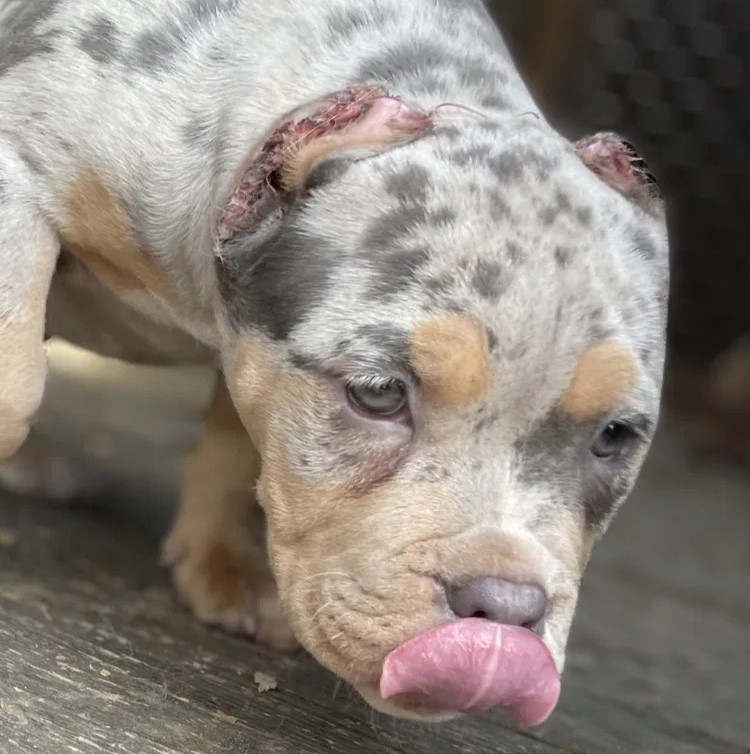 Happy Birthday, Duke: A Brindle Pitbull’s Journey to Joy (2 Years Old)