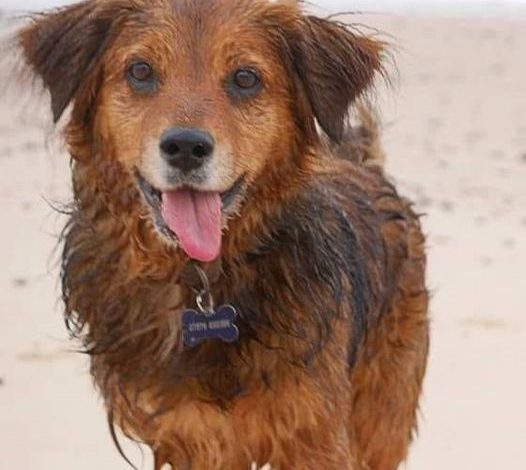 Happy 9th Birthday, Oliver: A Beachside Celebration with a Heartwarming Twist