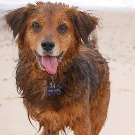 Happy 9th Birthday, Oliver: A Beachside Celebration with a Heartwarming Twist