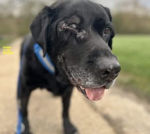 Shadow’s 9th Birthday: From Loss to Love – A One-Eyed Dog’s Journey to Happiness