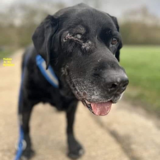 Shadow’s 9th Birthday: From Loss to Love – A One-Eyed Dog’s Journey to Happiness