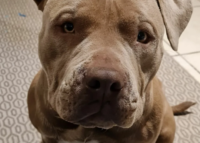 Rocky’s 3rd Birthday: From Heartbreak to Happiness – A Brave Pitbull’s Story of Resilience